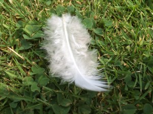 feather