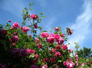 roses_pink_sky